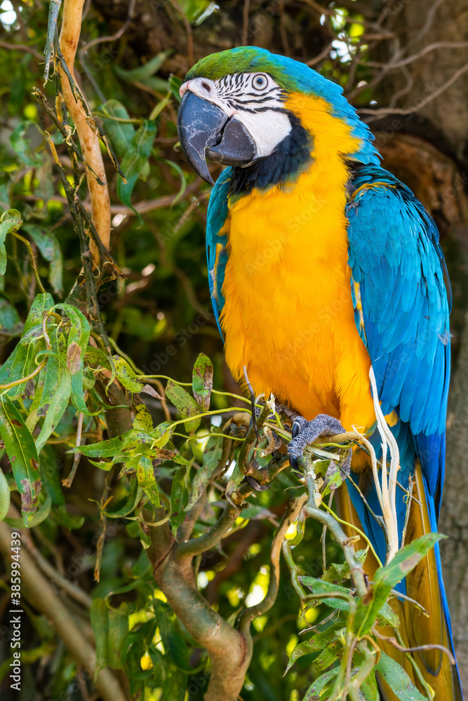 Blue and Yellow Macaw Perched in a Tree Blue and Yellow Macaw Perched in a Tree