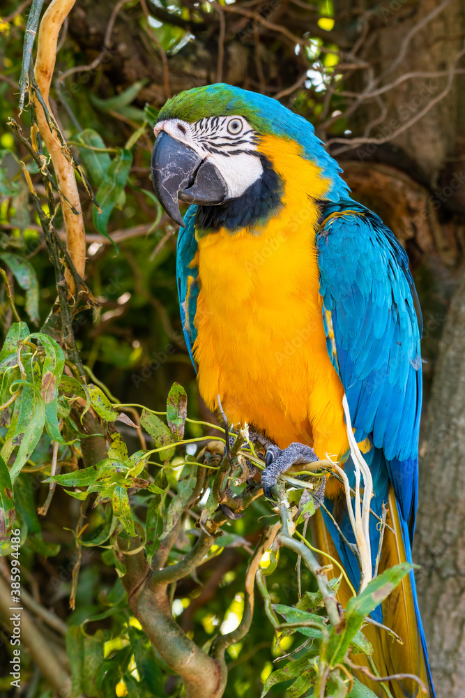 Obraz premium Blue and Yellow Macaw Perched in a Tree