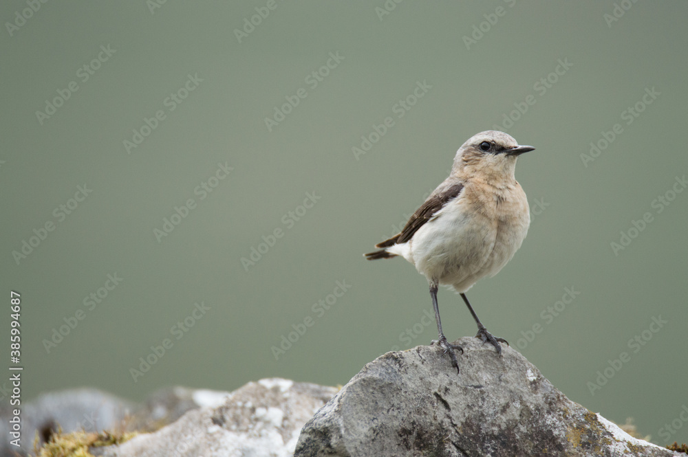 A small white bird perched on a rock in the Yorkshire Dales, between Settle and Malham. A small white bird perched on a rock in the Yorkshire Dales, between Settle and Malham.