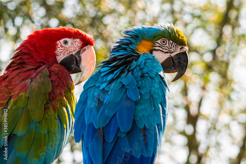 Red and Green and Yellow and Blue Macaw Sitting on a Perch Together © Ian