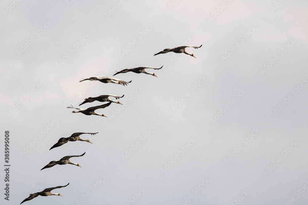 Korean winter migratory birds

