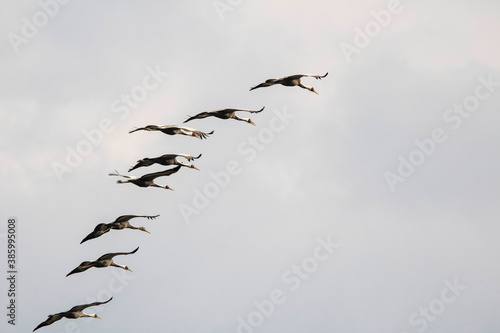 Korean winter migratory birds

