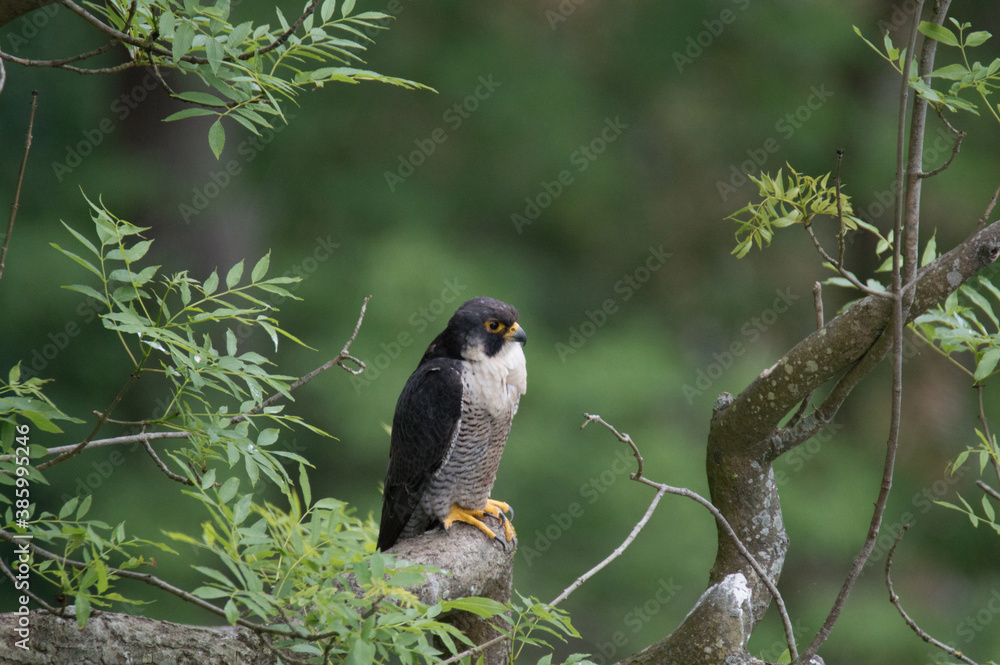 A Peregrine Falcon perched on a branch at Malham Cove, West Yorkshire, United Kingdom. A Peregrine Falcon perched on a branch at Malham Cove, West Yorkshire, United Kingdom.