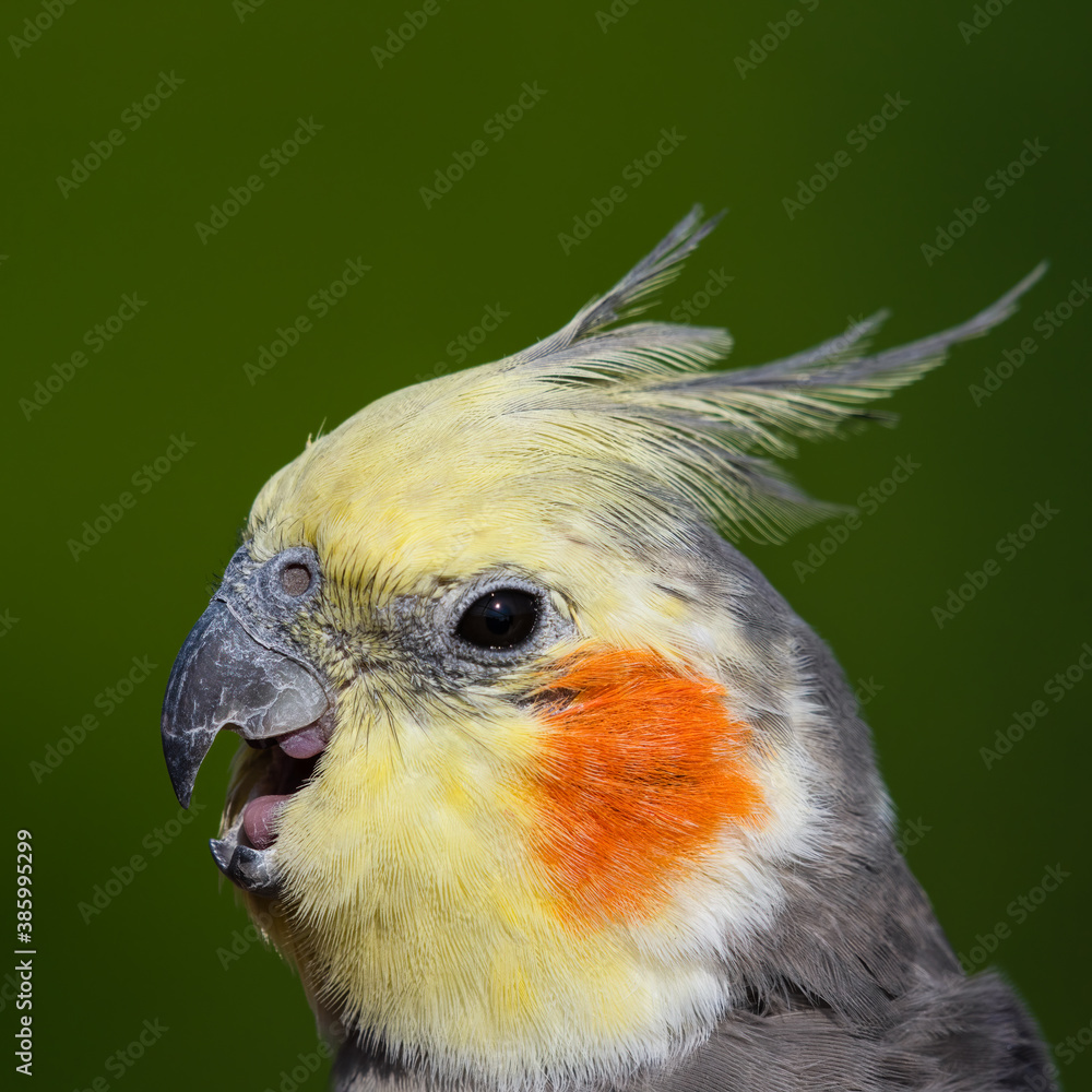 Beautiful Cockatiel Close Up Side Profile with its Beak Open Beautiful Cockatiel Close Up Side Profile with its Beak Open