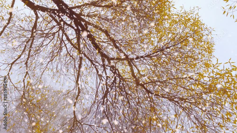 Yellow autumn leaves are covered with fluffy first snow. City Park. Natural background. Change of seasons. Bad weather, cyclone Yellow autumn leaves are covered with fluffy first snow. City Park. Natural background. Change of seasons. Bad weather, cyclone