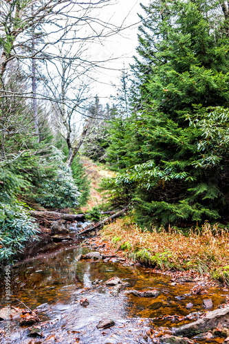 Red creek in Dolly Sods, West Virginia during autumn, fall with green pine tree forest and water river, fallen leaves on rocks, stones photo