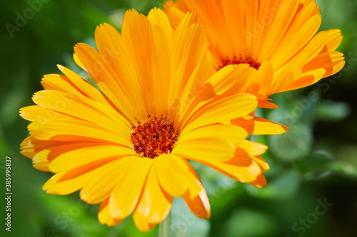 Bright flowers of calendula   Calendula officinalis   growing in the garden in a snny day.