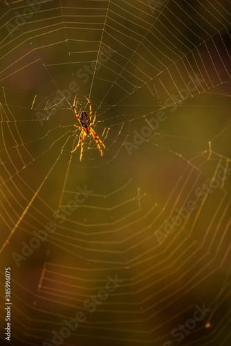 little spider on a spider web on a summer morning