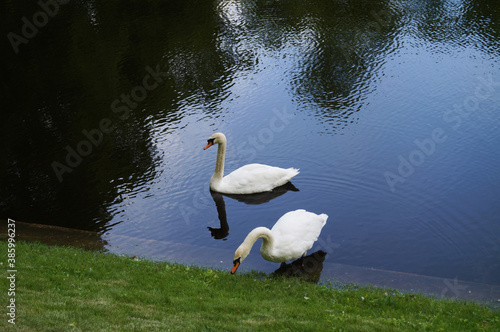 Close-up of a pair of white swans swimming in a pond