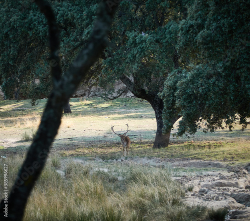 A fallow deer grazes during the bellowing in El Pardo. Madrid. Spain