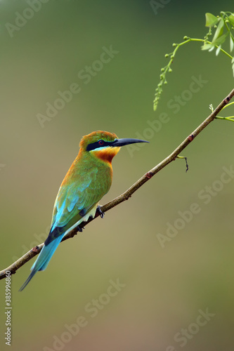 The blue-tailed bee-eater (Merops philippinus) sitting on the branch with green background.A large green Asian bee-eater sitting on a thin branch with a green background.