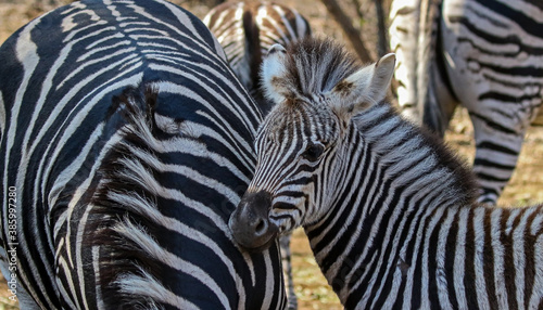 a baby Zebra amongst the adults
