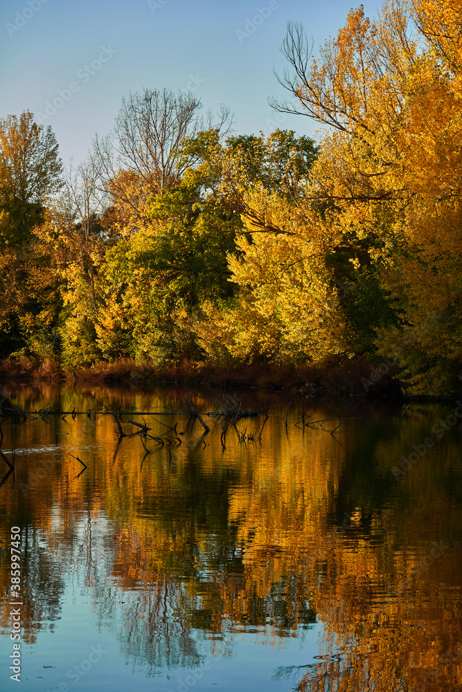Fototapeta premium a swan swims in the Manzanares river, near El Pardo, during the fall, in Madrid. Spain