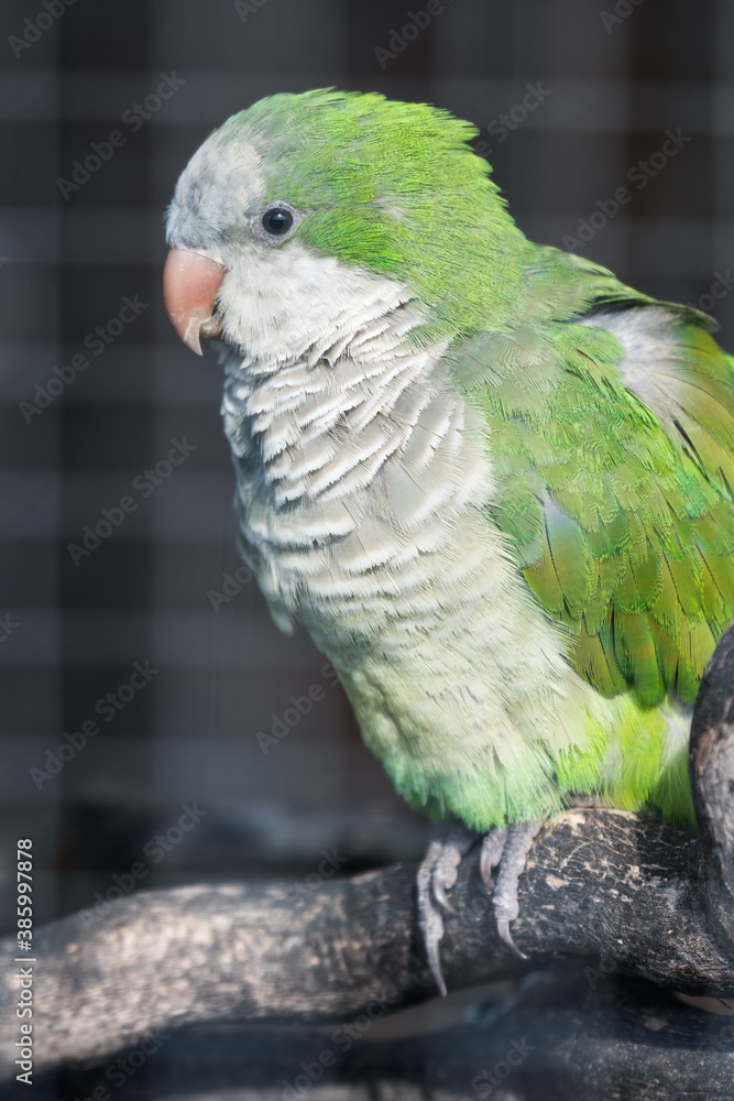 Obraz premium Monk Parrot Standing on a Perch in an Aviary