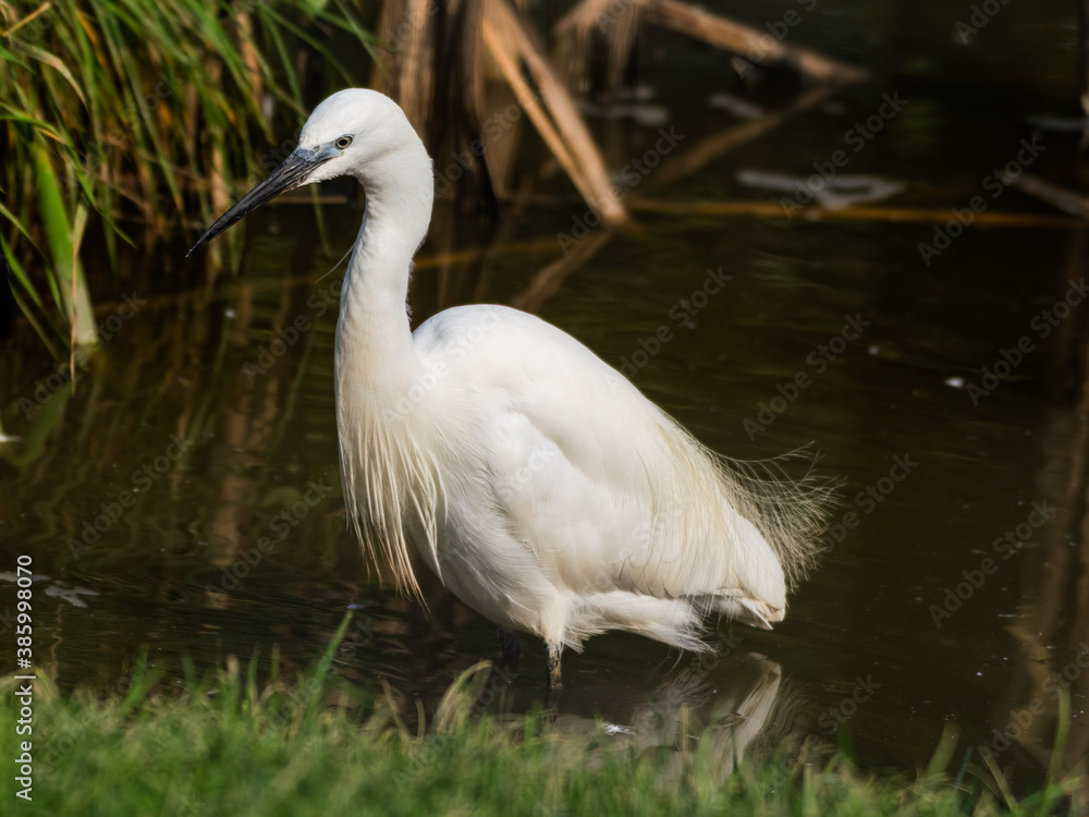 Little Egret Wading in Water Looking for Food Little Egret Wading in Water Looking for Food