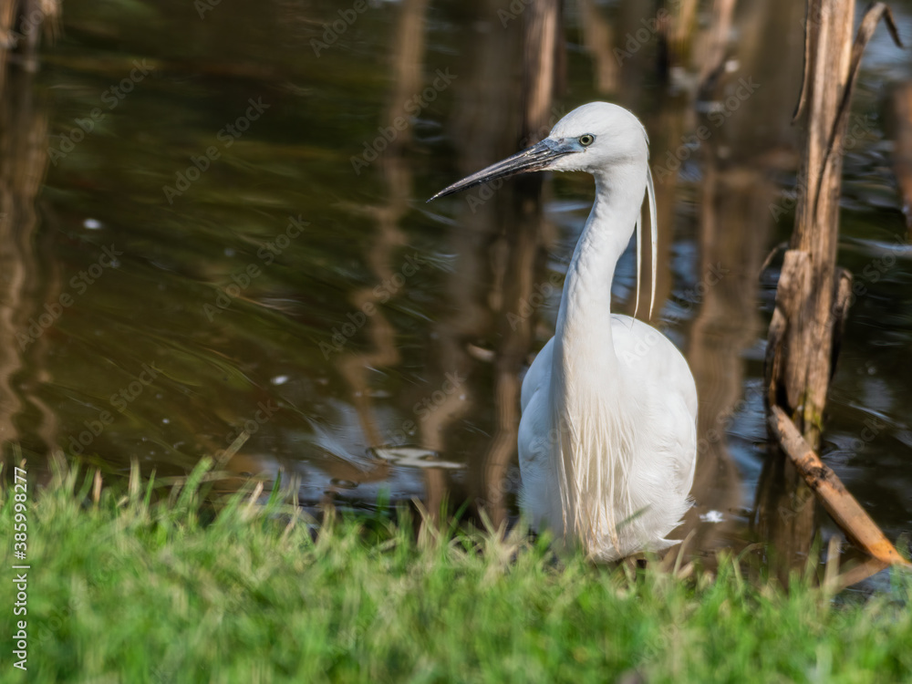 Little Egret Wading in Water Looking for Food Little Egret Wading in Water Looking for Food