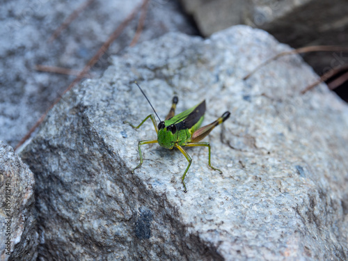A grass hopper ready to jump on the rock.