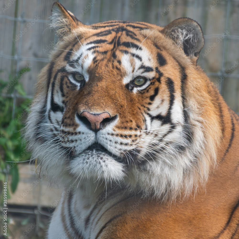Beautiful Bengal Tiger Close Up Portrait
