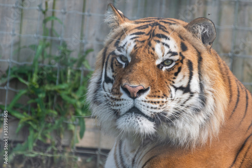 Beautiful Bengal Tiger Close Up Portrait