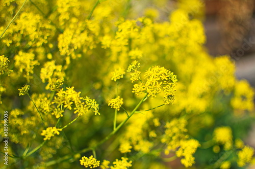 woad in flower (Isatis tinctoria) known also as dyer's woad or glastum.
