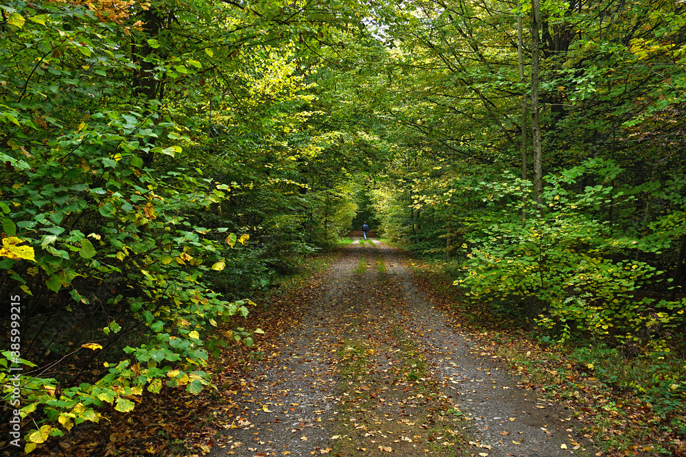 Herbstwaldweg im Oktober