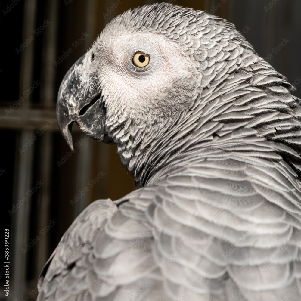 Obraz premium African Grey Parrot Close Up Side Profile