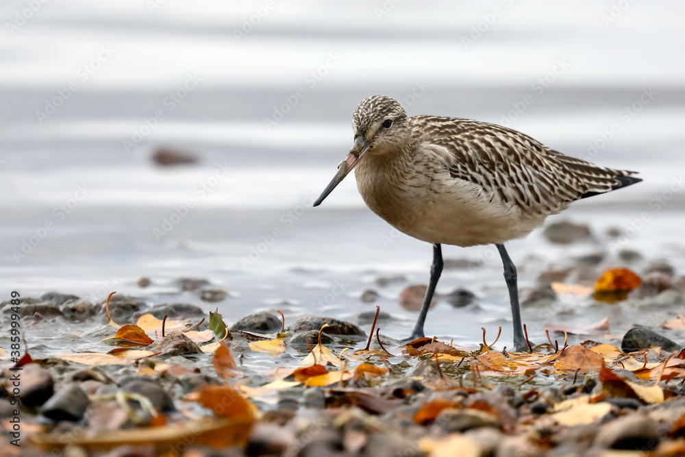 Obraz premium Bar-tailed Godwit