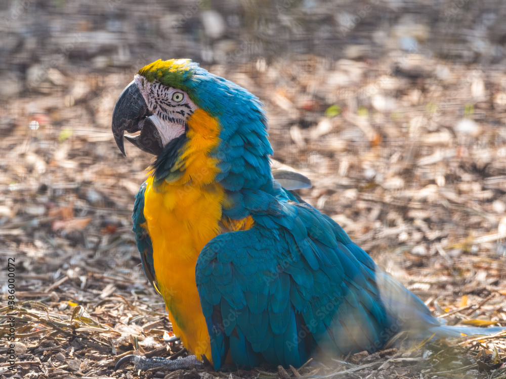 Blue and Yellow Macaw Resting on the Ground Blue and Yellow Macaw Resting on the Ground