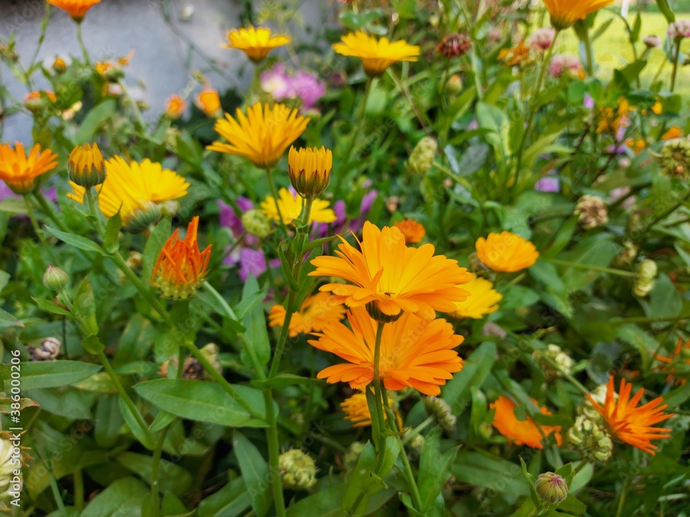 Many flowers of orange marigold among green grass. High quality photo Many flowers of orange marigold among green grass. High quality photo