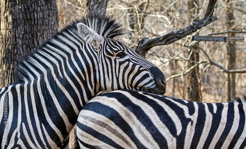 A Zebra resting against another