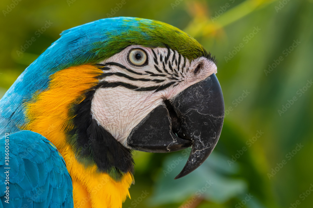 Obraz premium Blue and Yellow Macaw Close Up Side Profile