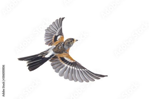 Brambling bird in flight isolated on white background.