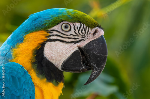 Blue and Yellow Macaw Close Up Side Profile