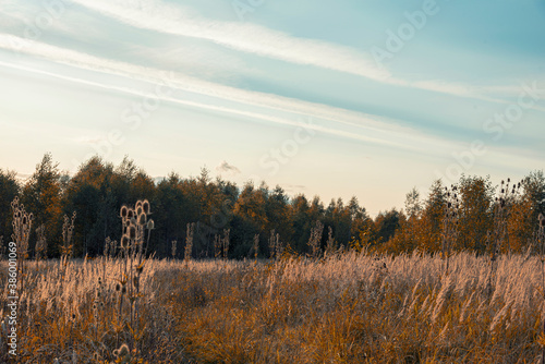 Forest in autumn. Sky, trees, thistles hallowed by the setting sun