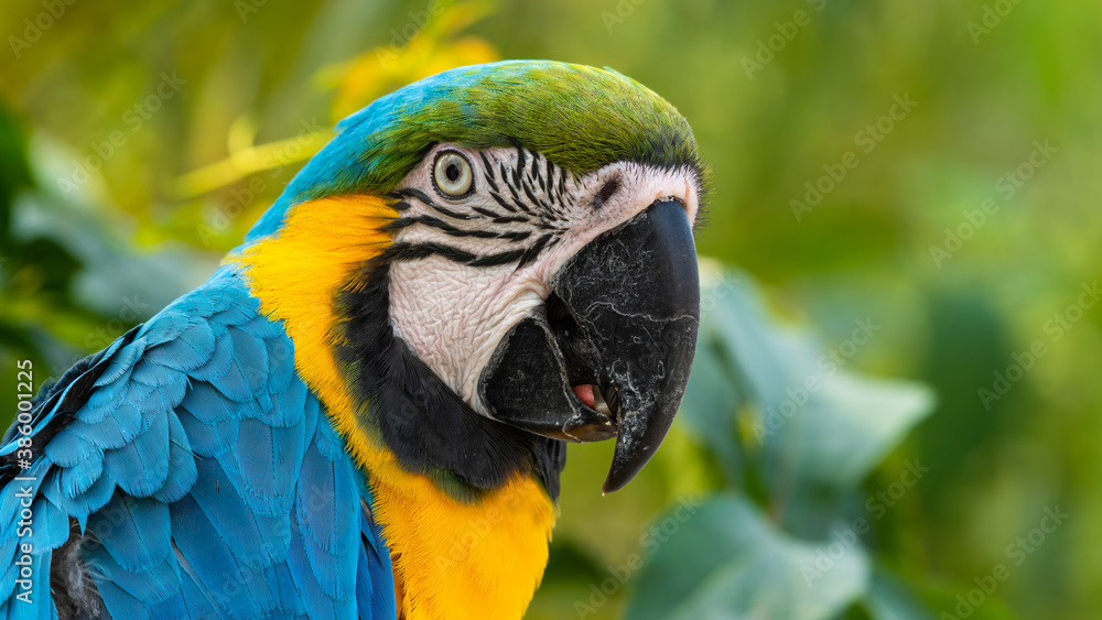 Blue and Yellow Macaw Close Up Side Profile