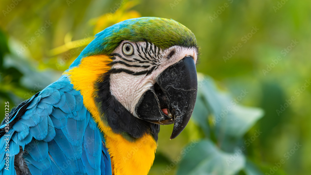 Blue and Yellow Macaw Close Up Side Profile Blue and Yellow Macaw Close Up Side Profile