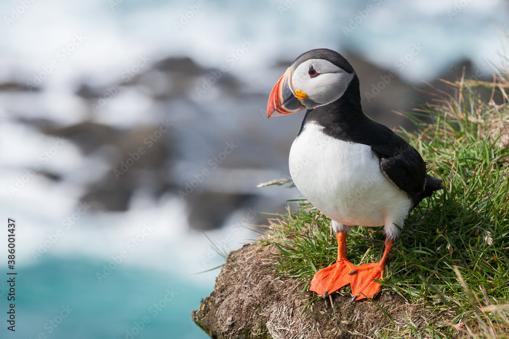 atlantic puffin or common puffin or common puffin atlantic puffin or common puffin or common puffin