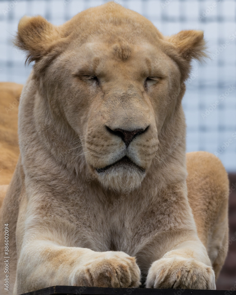 Majestic White Lion Close Up Portrait