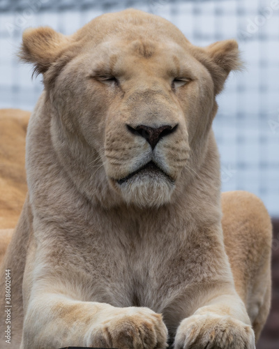 Majestic White Lion Close Up Portrait