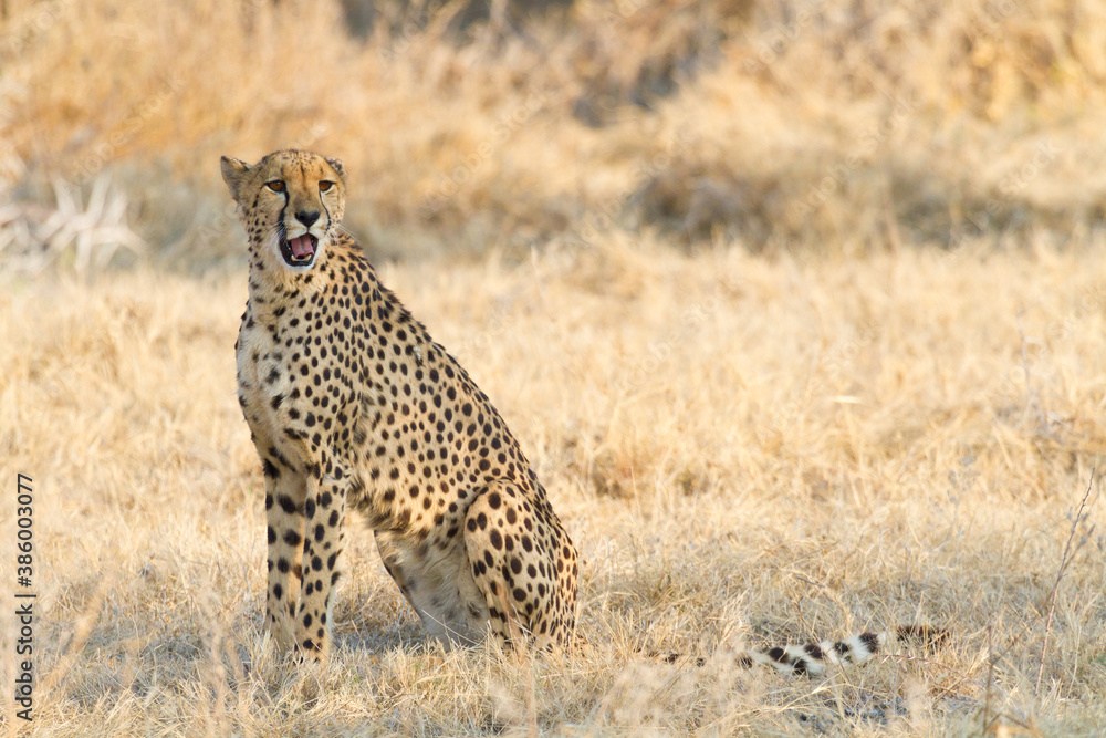 Weiblicher Gepard im Etosha Park, Namibia Weiblicher Gepard im Etosha Park, Namibia