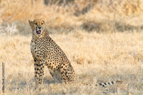 Weiblicher Gepard im Etosha Park, Namibia © Jan Schuler