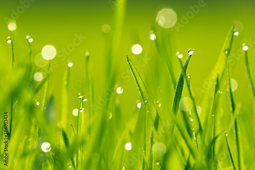 Fototapeta Naklejka Na Ścianę i Meble -  Morning rain on the grass