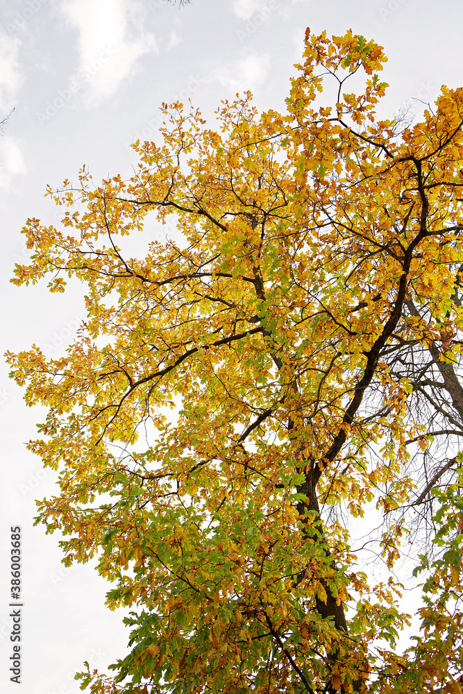 Yellow tree in autumn against the sky Yellow tree in autumn against the sky