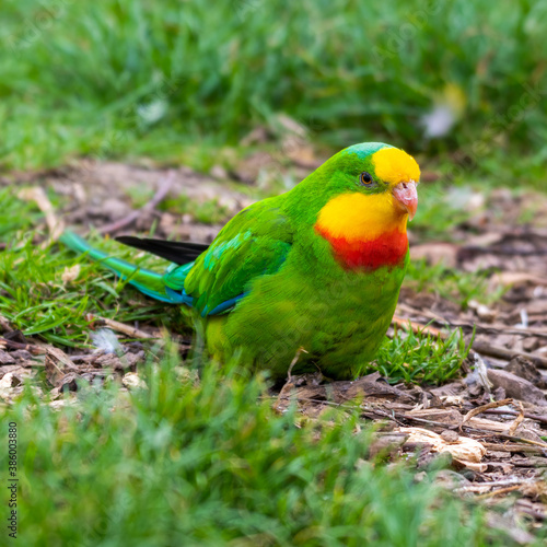 Barraband's Parrot Foraging on the Ground