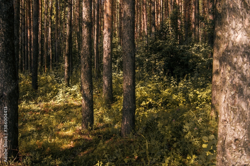 forest in autumn forest in autumn