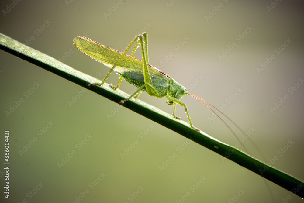 a green grasshopper in dew on a blade of grass in the early morning a green grasshopper in dew on a blade of grass in the early morning