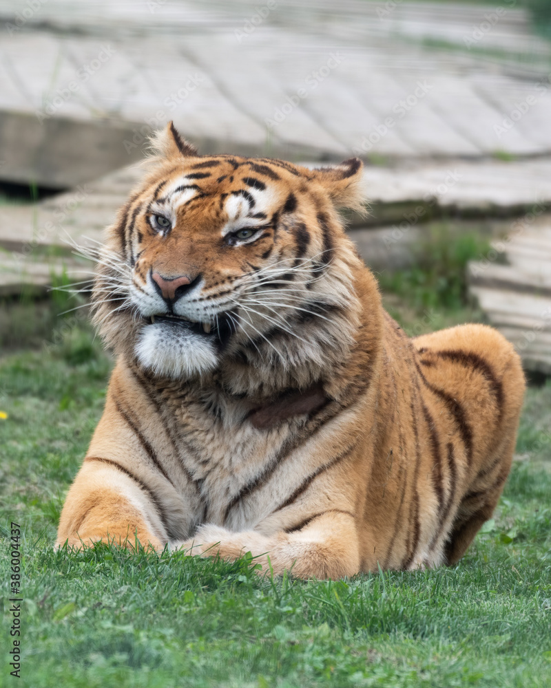 Obraz premium Gorgeous Bengal Tiger Resting on Grass