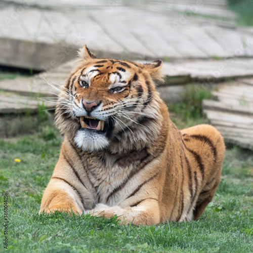 Gorgeous Bengal Tiger Resting on Grass and Showing its Teeth