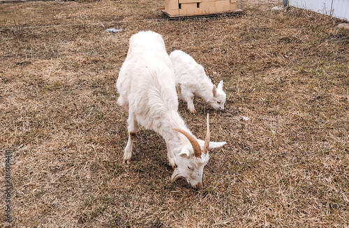 young goat on the farm
