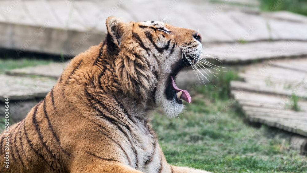 Obraz premium Gorgeous Bengal Tiger Resting on Grass and Showing its Teeth